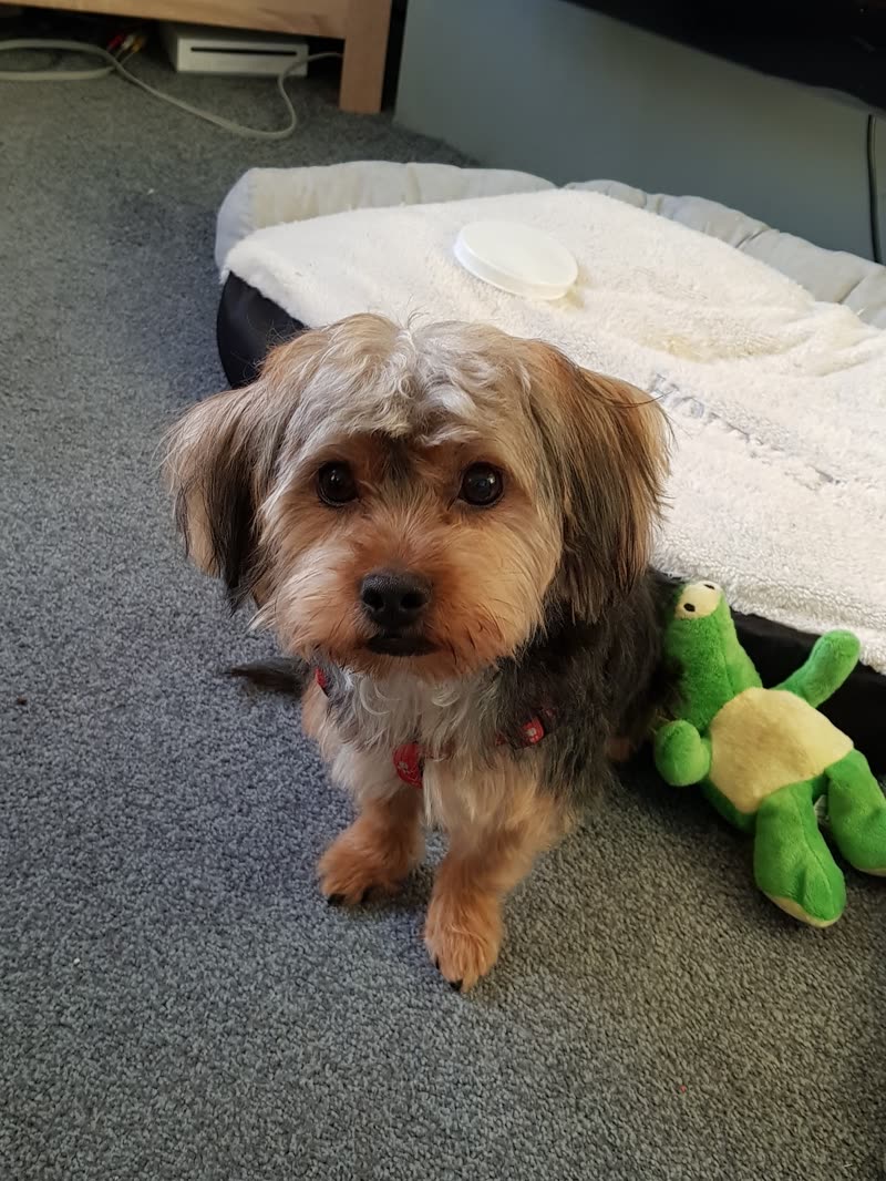 A small Yorkshire terrier cross with a freshly trimmed face sitting on grey carpet beside its bed and a green frog toy