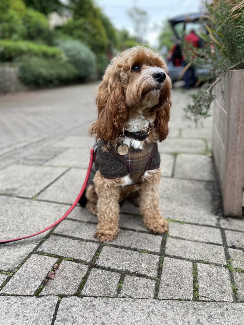 A cavapoo in a harness on a paved path outdoors, coat neatly groomed, red lead trailing