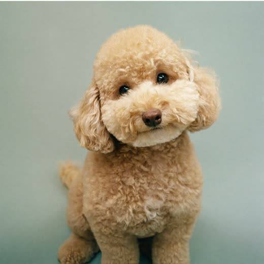 A small curly-coated dog with a freshly trimmed face