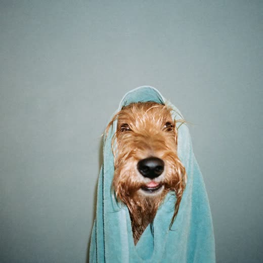 A damp terrier wrapped in a towel after a bath