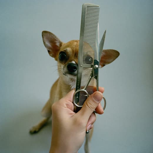 A grooming comb and rounded-tip scissors