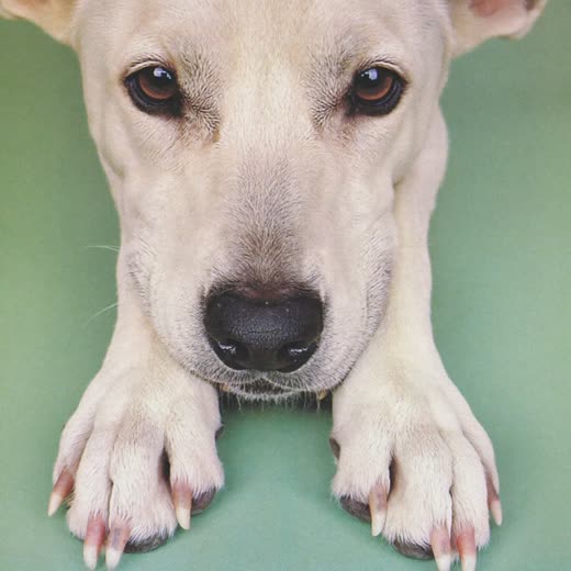 A dog's front paw with neatly trimmed nails