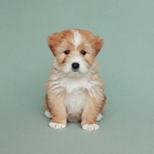 A small fluffy puppy sitting calmly